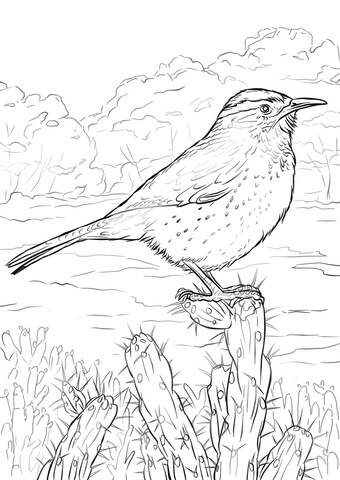 Cactus Wren Coloring Page